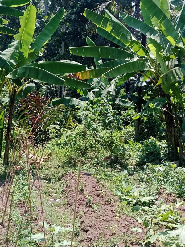 18 Are Land for Sale in Tabanan Near the River with Yellow Zone and Freehold Title - [3]