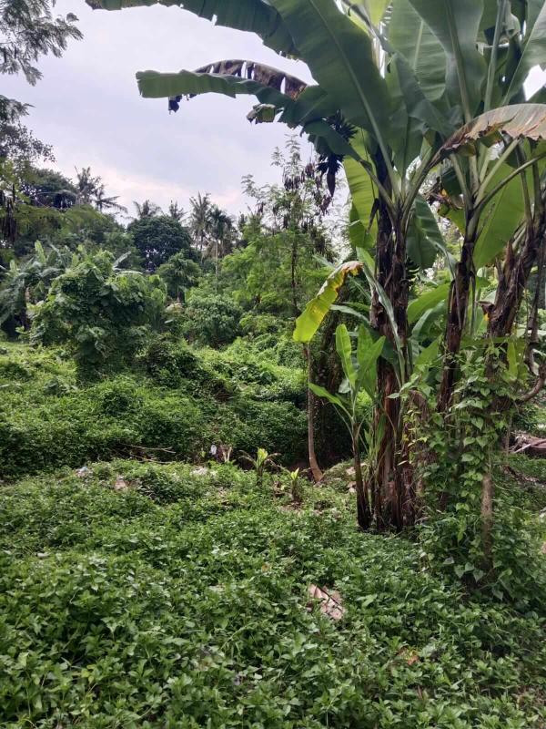 18 Are Land for Sale in Tabanan Near the River with Yellow Zone and Freehold Title - [5]