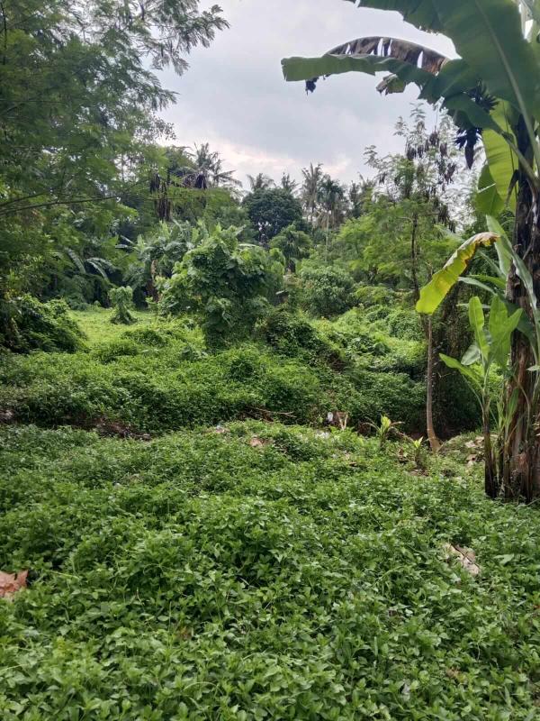 18 Are Land for Sale in Tabanan Near the River with Yellow Zone and Freehold Title - [7]
